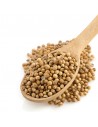 Cilantro en grano, culantro